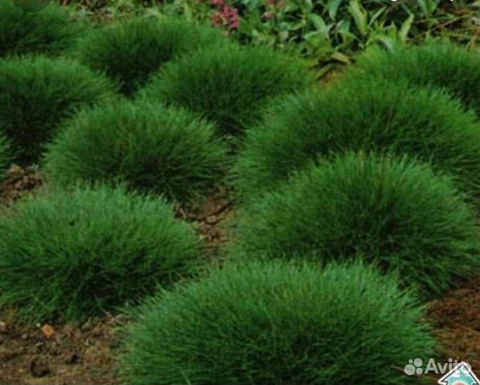 Овсянница, фестука 2 цвета