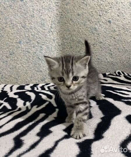 Британские котята