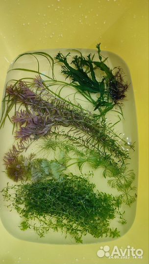 Аквариумные растения