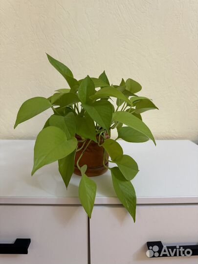 Эпипремнум неон