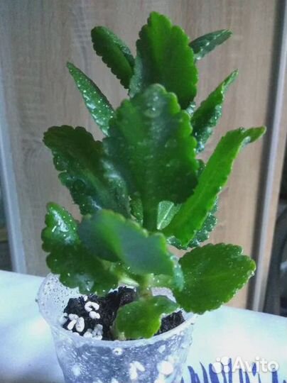 Комнатные растения бесплатно