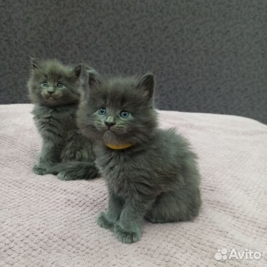 Котята мейн-кун