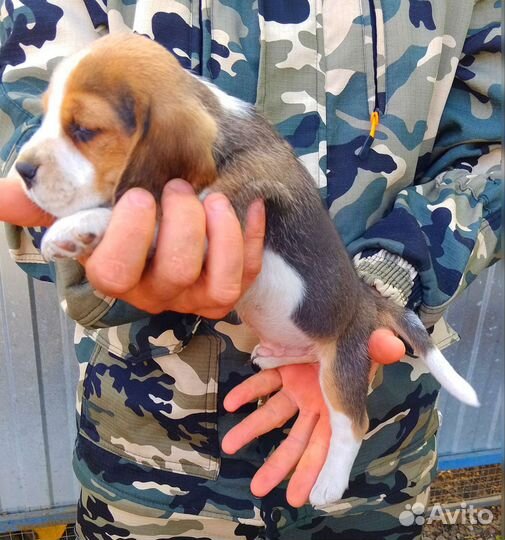 Бигли щенки