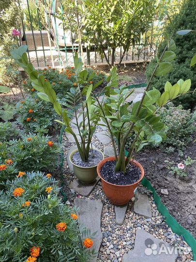 Долларовое дерево