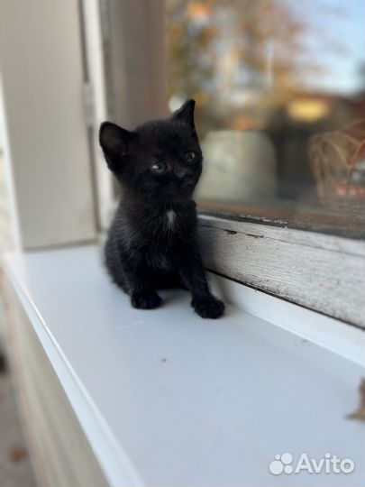 Милый маленький котенок