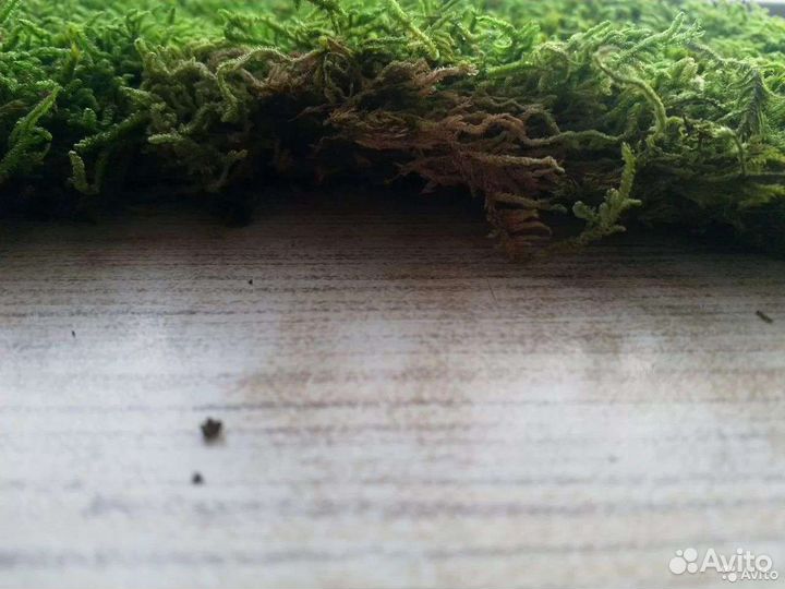 Мох пластовой стабилизированный