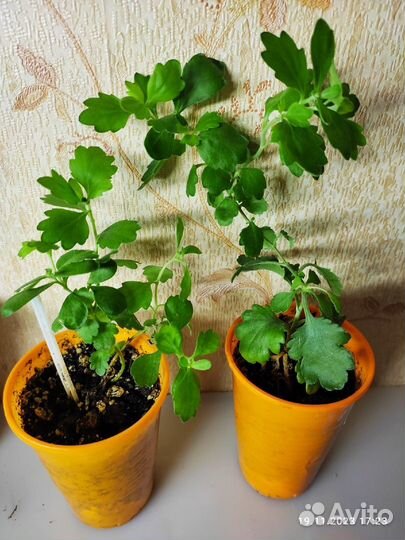 Хризантема домашняя