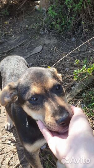 Собака в добрые руки отдам бесплатно