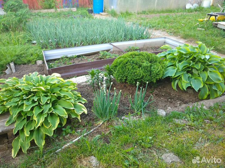 Хоста растение