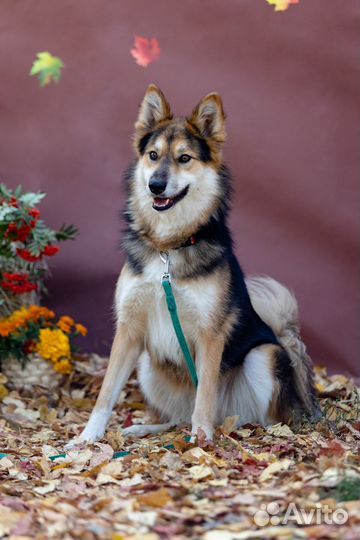 Собака Бенджамин