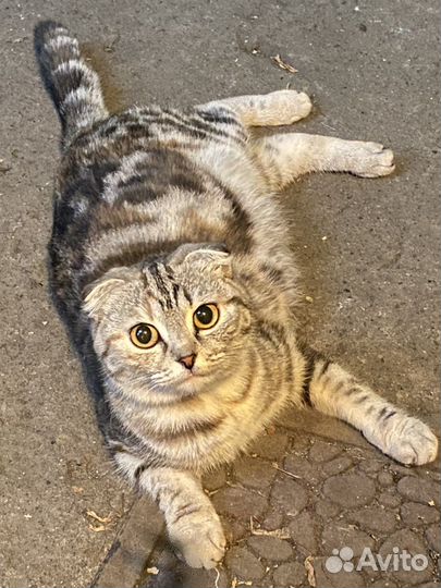 Отдам котят