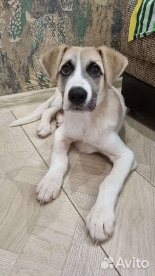 Щенок в добрые руки