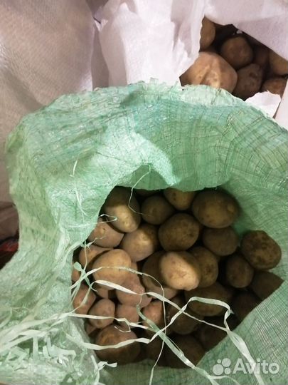 Продам картофель