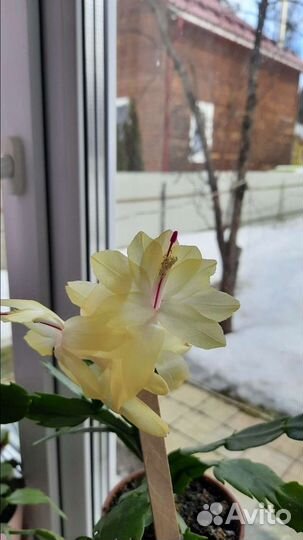 Декабрист, шлюмбергера сортовые неукоренённые