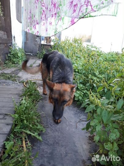 Немецкая овчарка