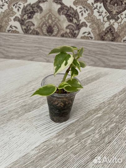 Сингониум, пеперомия