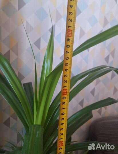 Панданус винтовая пальма