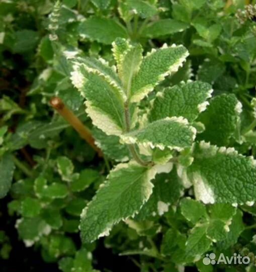 Экзотические сорта мяты, вкусно