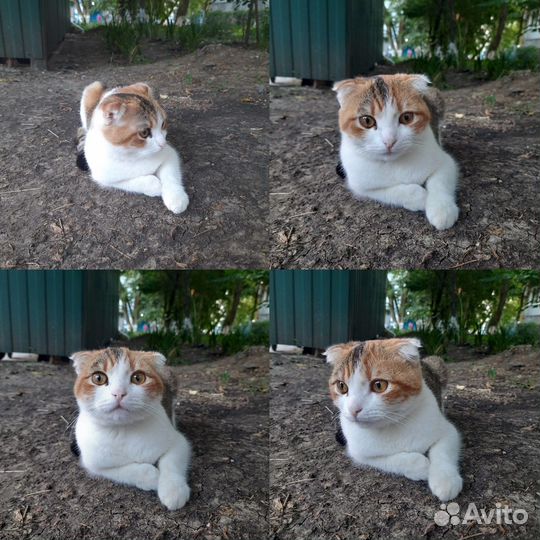 Домашнюю кошечку выбросили