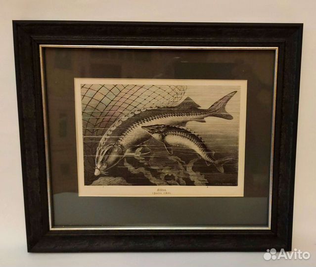 Две немецкие гравюры с сертификатом