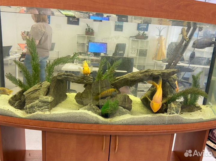 Обслуживание аквариумов