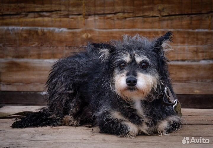 Собачкам приюта, средним и маленьким, нужен дом