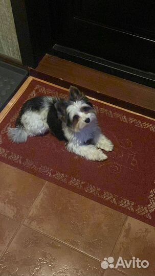 Вязка Йоркширский терьер Бивер