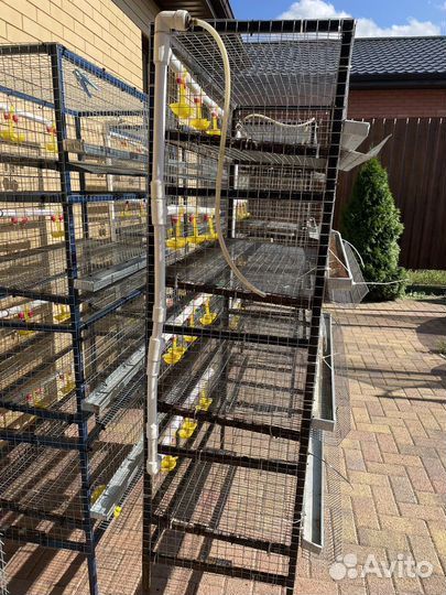 Клетки для перепелов