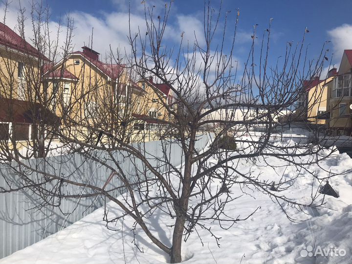 Стрижка формир. хвойных,обрезка плодовых деревьев
