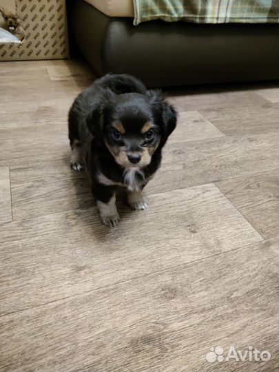 Щенок девочка