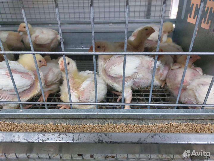 Цыплята Бройлеры