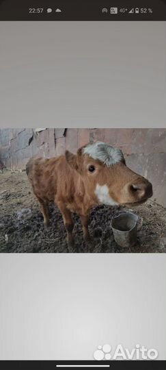 Телочка 4 месяца