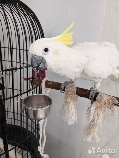 Передержка попугаев, птиц