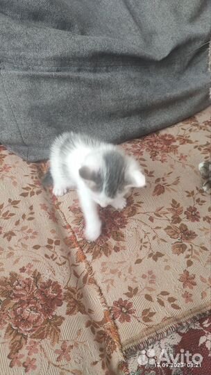 Кошка