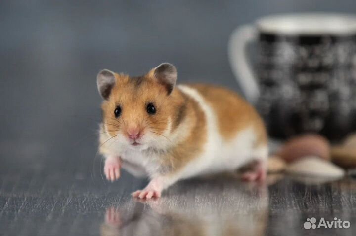 Сирийские Ангорские Джунгарские Хомяки Ручные
