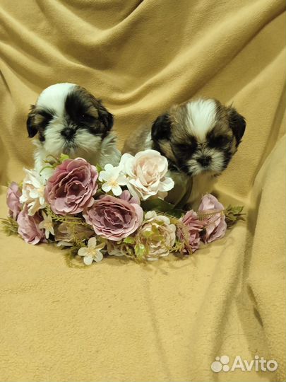 Щенки ши-тцу