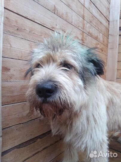 Собака в добрые руки