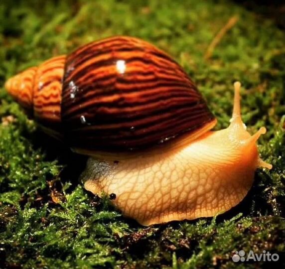 Ахатины иммакулята и ретикулята