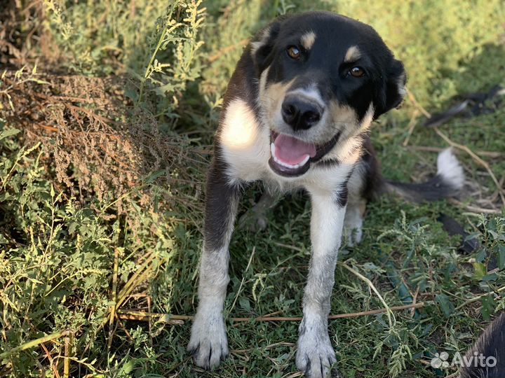 Щеночек Метис немецкой овчарки в добрые руки