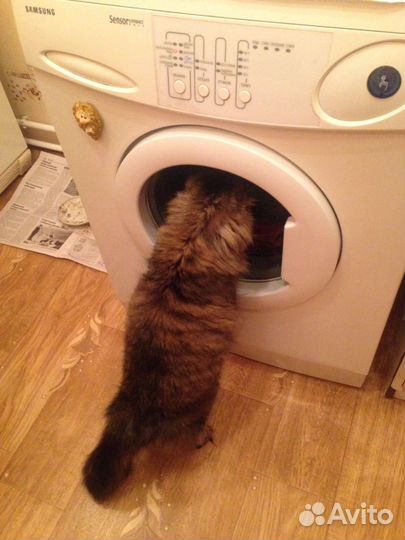 Домашние животные бесплатно