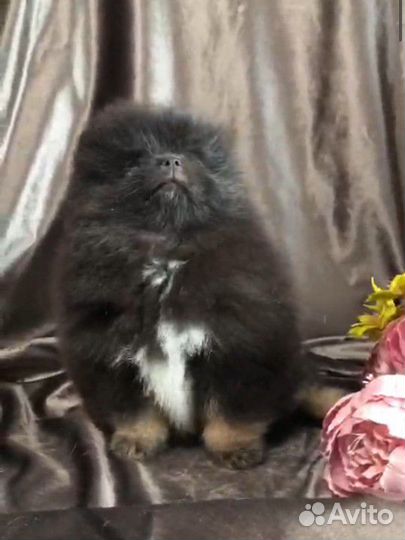 Померанский шпиц мальчик