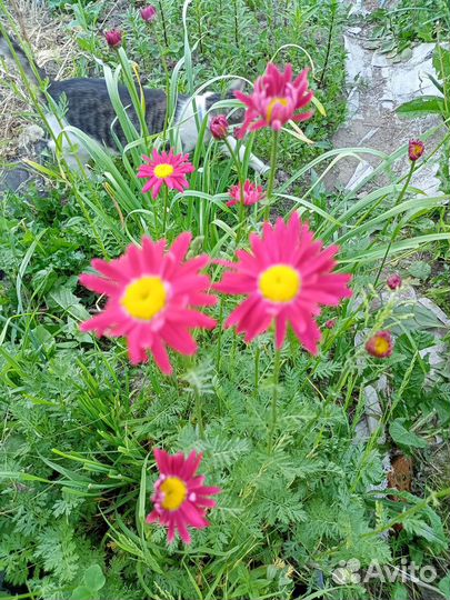 Цветы для сада