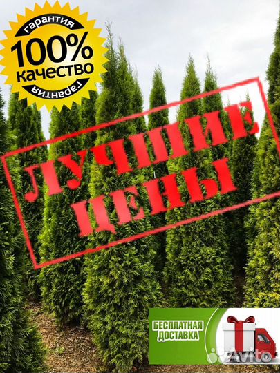 Туя 1,5м