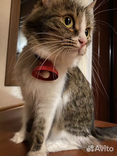 Кошечка Мурка