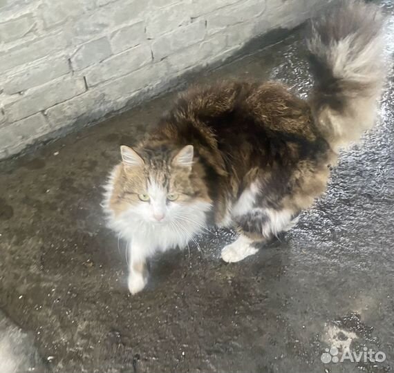 Отдам в добрые руки