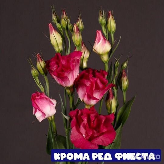 Рассада Петунии и Эустомы