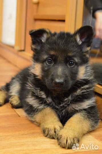 Овчарка девочка гладкошерстная