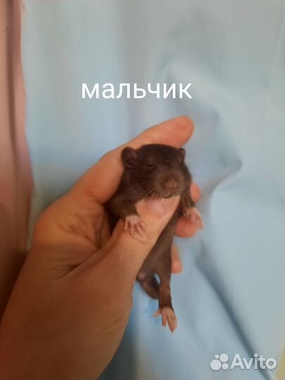 Крыса, крысята Хаски, Дамбо