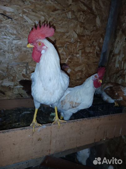 Молодые петухи