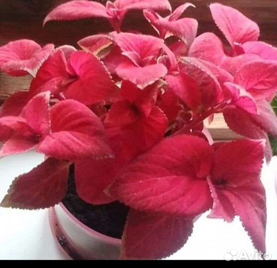 Сортовой колеус